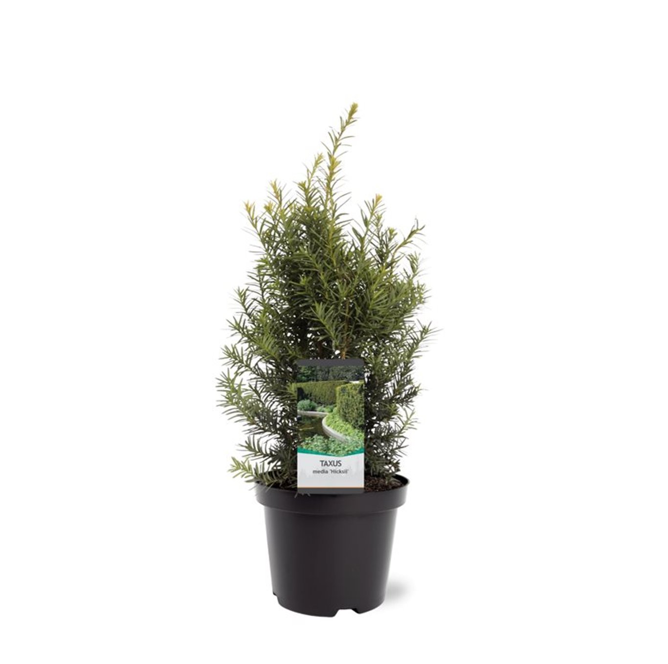Taxus media 'Hicksii' - C3 40-50 CM